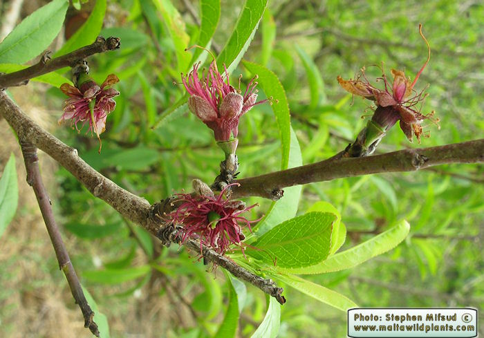 Prunus persica  var. nucipersica
